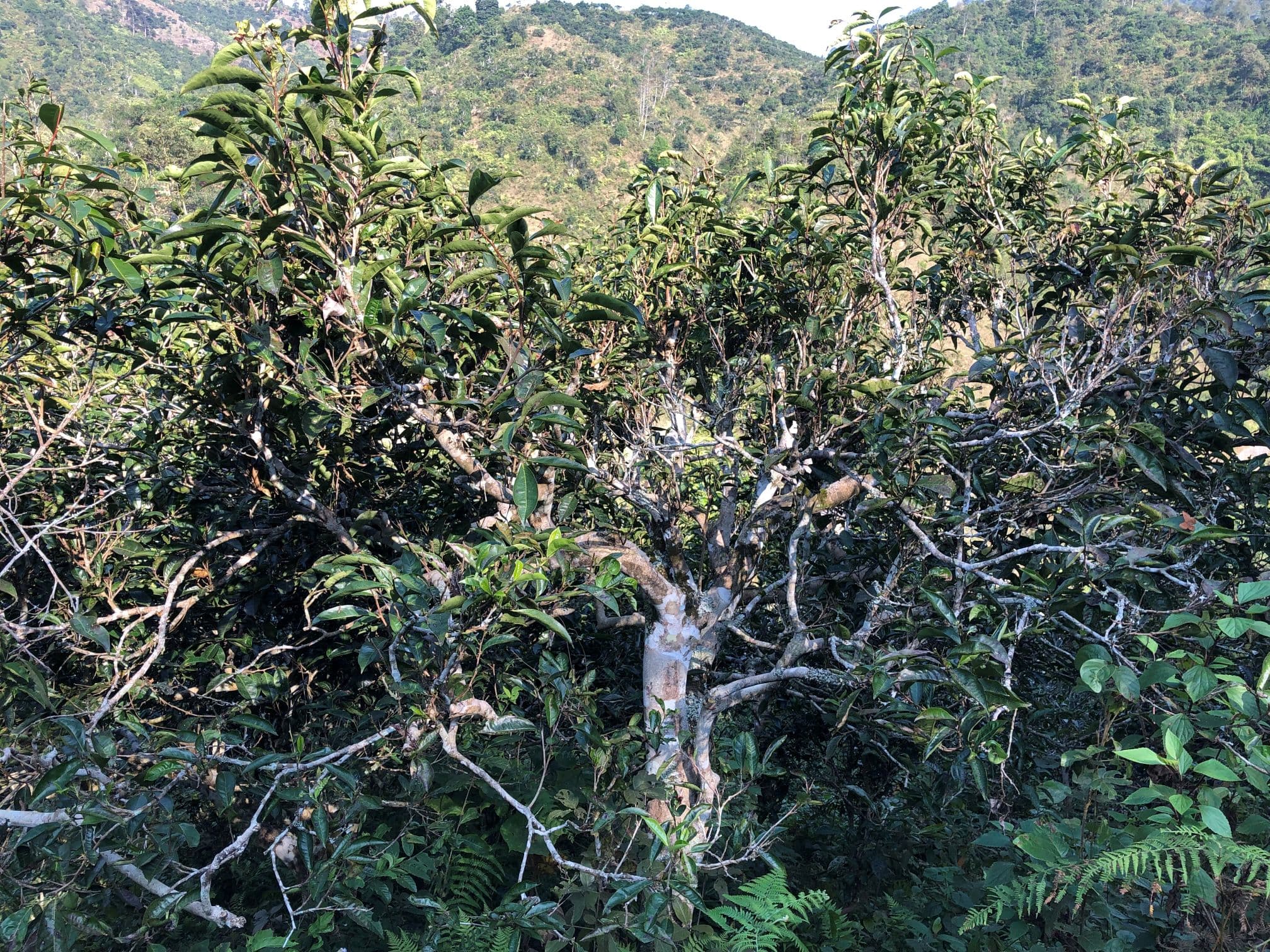 Vieux théier sauvage nord Vietnam / carnetdethe