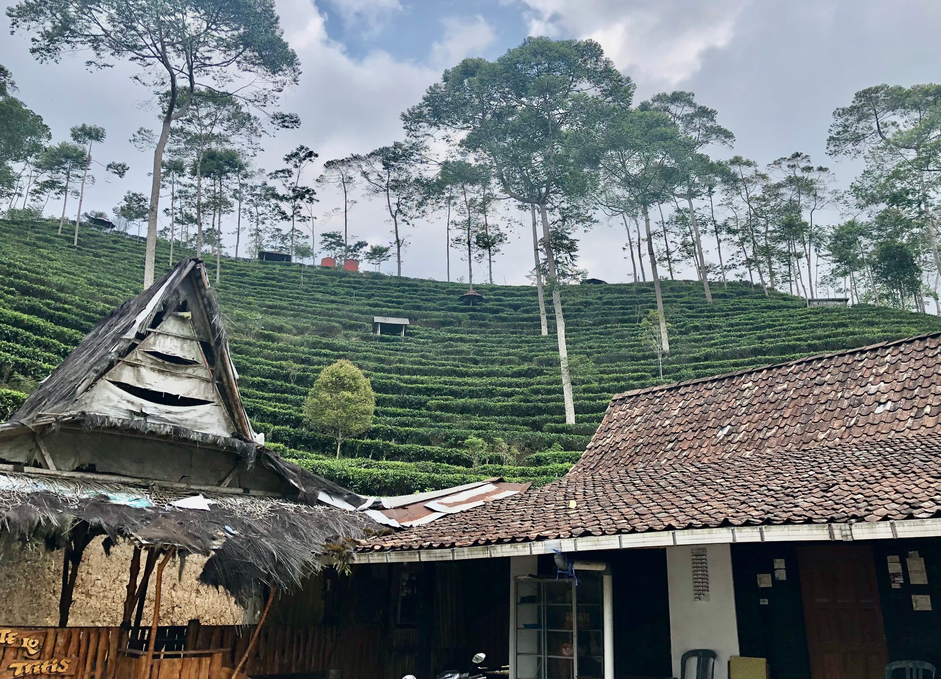 petite fabrique de thé à Java